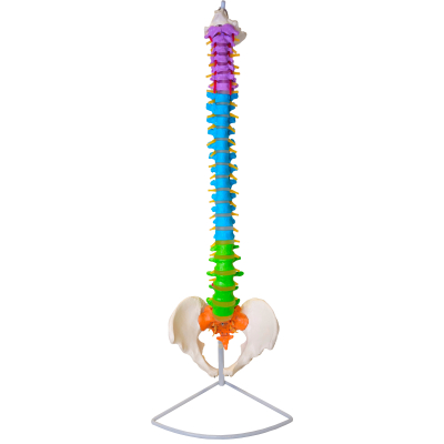 COLUNA VERTEBRAL DIDÁTICA COM PELVE