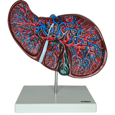 MODELO ANATÔMICO DO FÍGADO – ESTRUTURA VASCULAR COLORIDA EM BASE