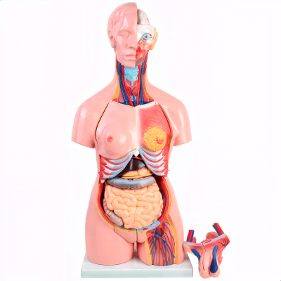 TORSO HUMANO 85CM BISSEXUAL 24 PARTES - COLUNA EXPOSTA