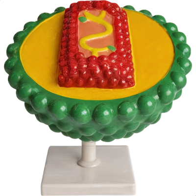 MODELO ANATÔMICO DE VÍRUS HIV