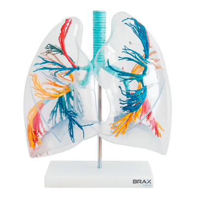 MODELO DE SEGMENTO PULMONAR TRANSPARENTE
