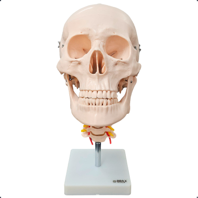 BX 135 - CRANIO HUMANO C/ COLUNA CERVICAL