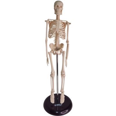 MODELO DE ESQUELETO HUMANO DE 45CM