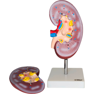 MODELO ANATÔMICO DO RIM EM 2 PARTES