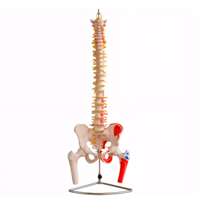 COLUNA VERTEBRAL C/ MUSCULOS PINTADOS, PELVE E FEMUR PARCIAL