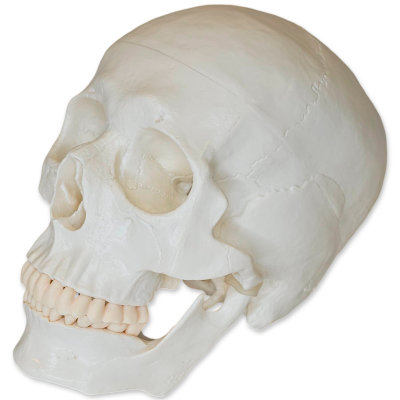MODELO DO CRANIO HUMANO EM 3 PÇS