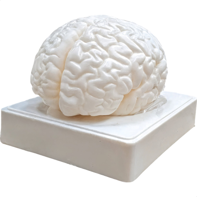 MODELO DO CÉREBRO HUMANO DISSECÁVEL EM 3 PARTES