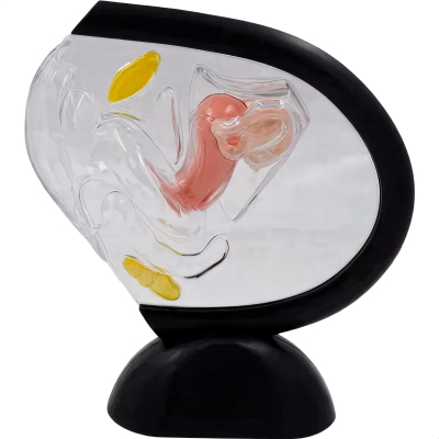 MODELO DA PELVE FEMININA TRANSPARENTE