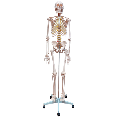 ESQUELETO HUMANO PADRÃO 180CM EM SUPORTE C/ RODAS