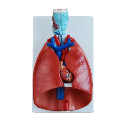 PULMÃO LUXO (SISTEMA RESPIRATÓRIO) EM 7 PARTES
