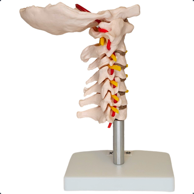 COLUNA VERTEBRAL CERVICAL COM ARTÉRIA DO PESCOÇO