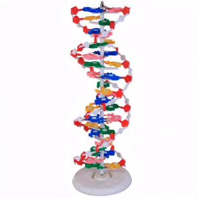MODELO DUPLA HÉLICE DE DNA - ESTUDO DE BIOLOGIA